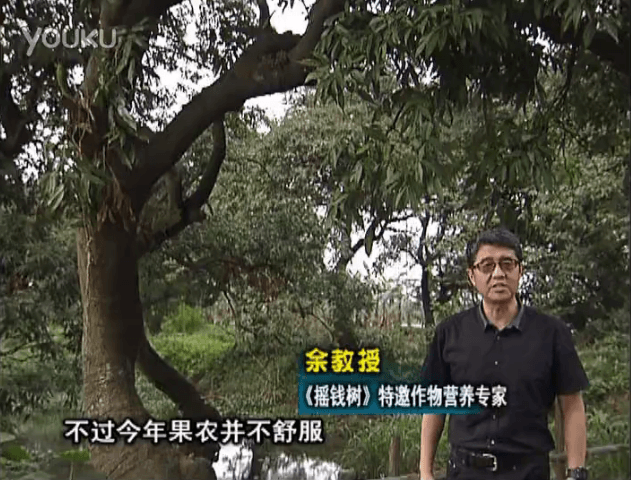 20160523珠江臺搖錢(qián)樹(shù)：荔枝龍眼用微補方案，膨果好、果硬有品質(zhì)，保樹(shù)綠