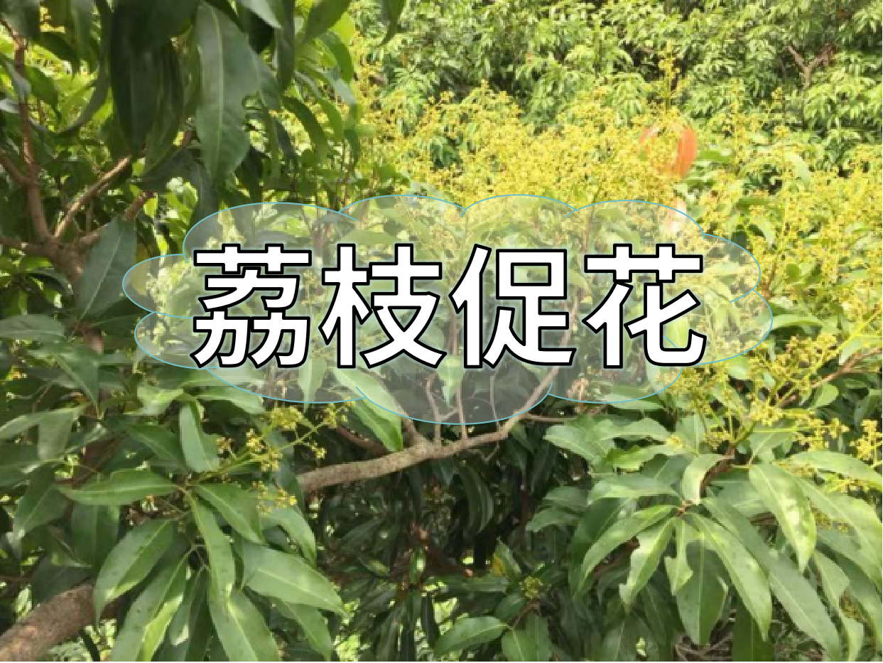荔枝控梢期，做好促花工作，來年高產(chǎn)有基礎(chǔ)