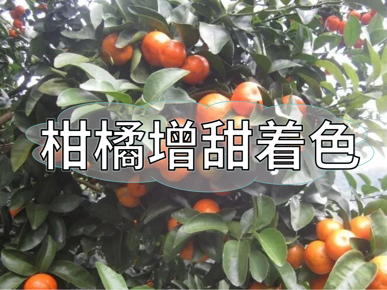 柑橘增甜和轉(zhuǎn)色，到底和什么有關(guān)