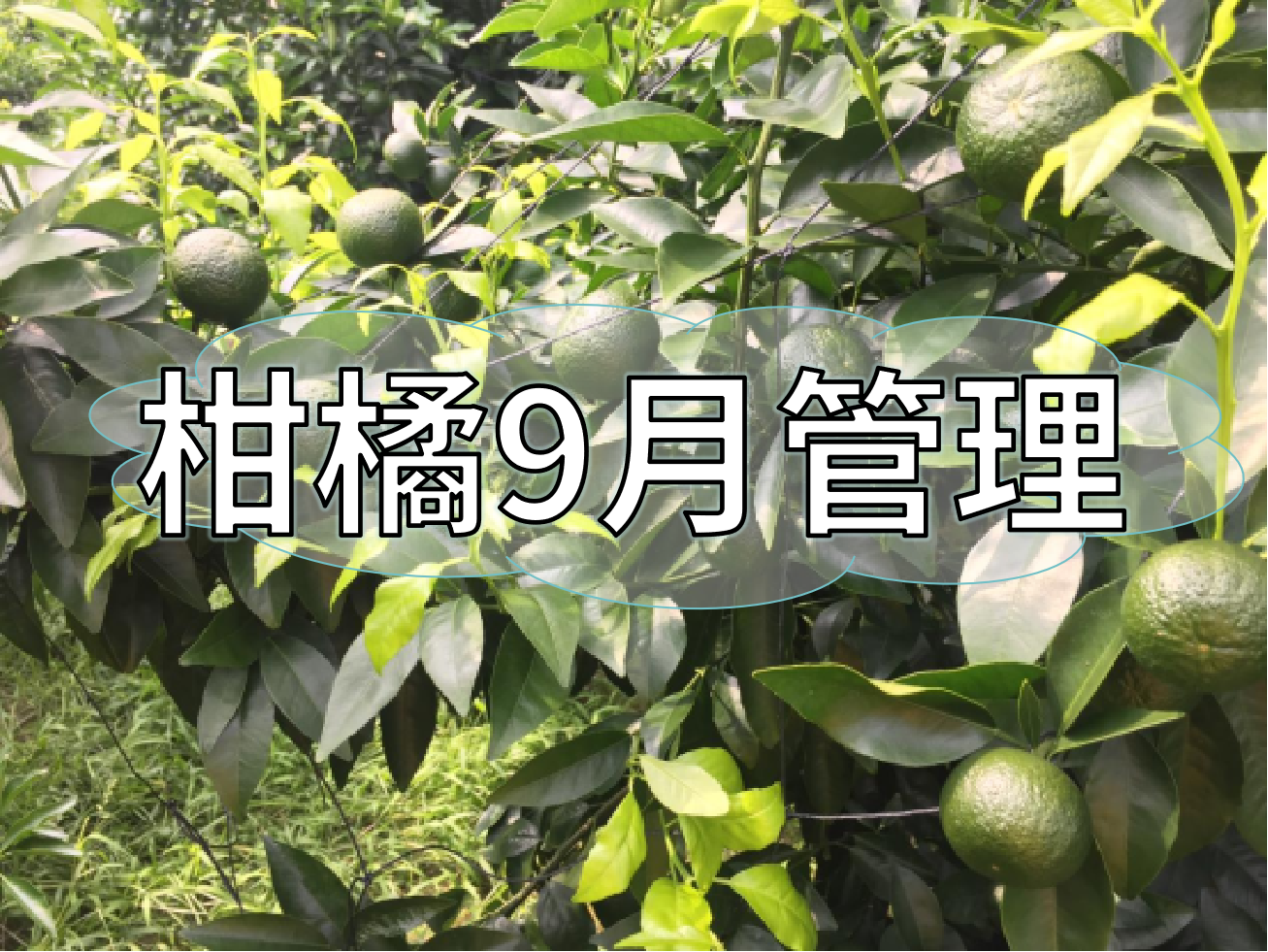 9月柑橘著色、秋梢老熟、促花、防落防裂如何平衡？