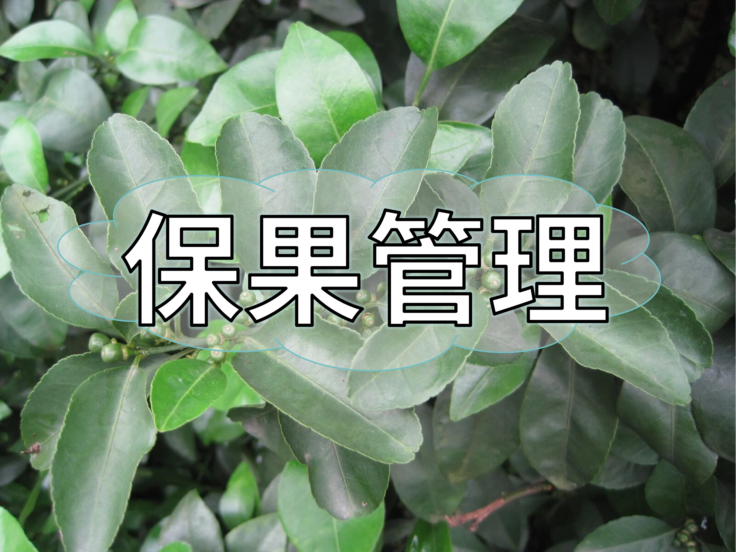 今年保果用什么？這樣搭配更省錢(qián)有效