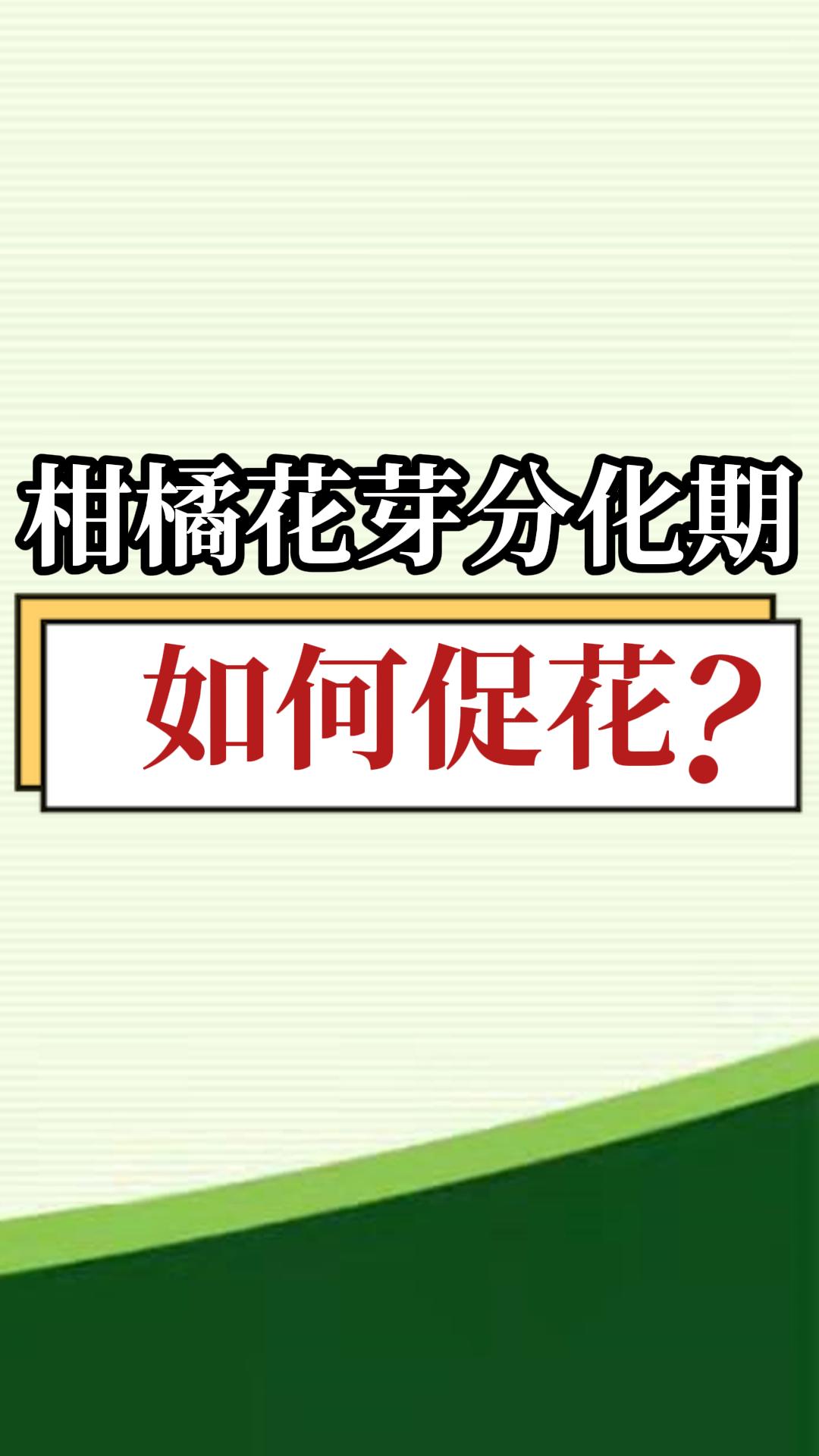 柑橘花芽分化期如何促花？