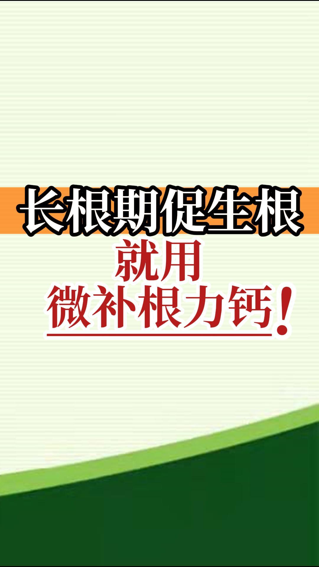 長根期促<i style='color:red'>生根</i>就用微補(bǔ)根力鈣！