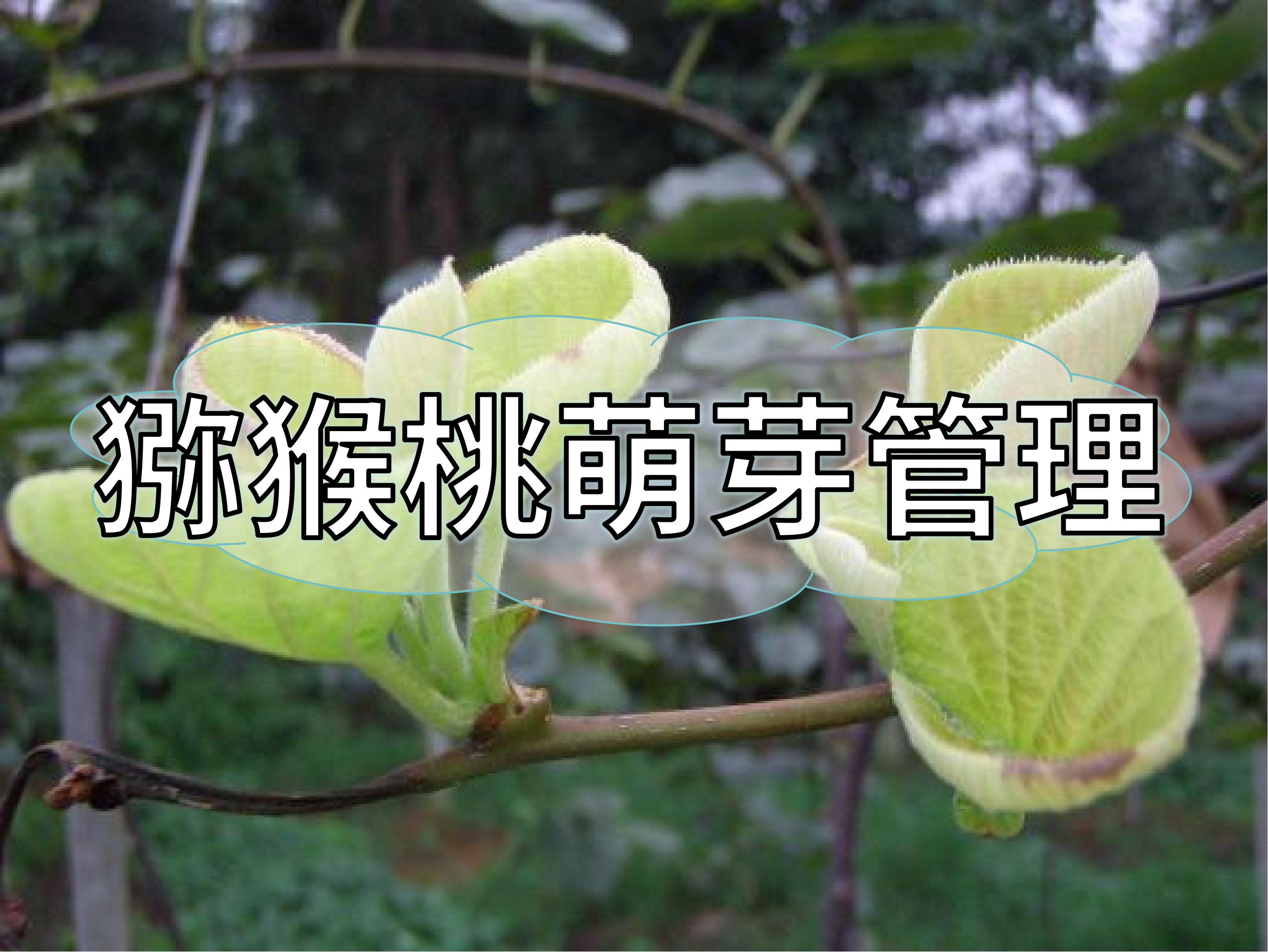 獼猴桃萌芽整齊健壯這樣做！