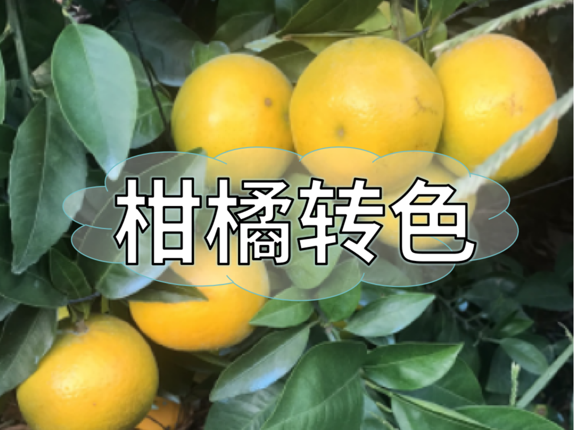 柑橘著色不理想，沖刺品質(zhì)果要抓緊了！