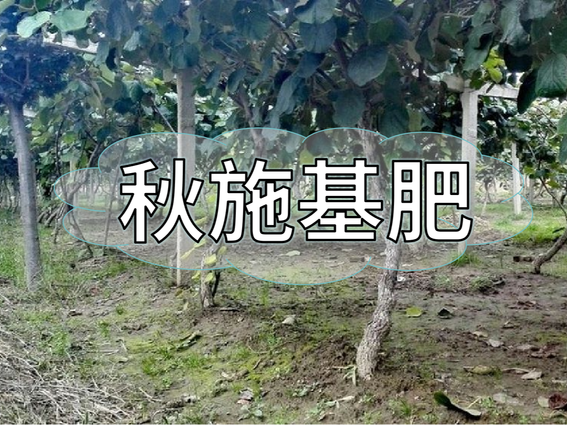 果樹秋肥要補好更要補對！秋肥方案全附上