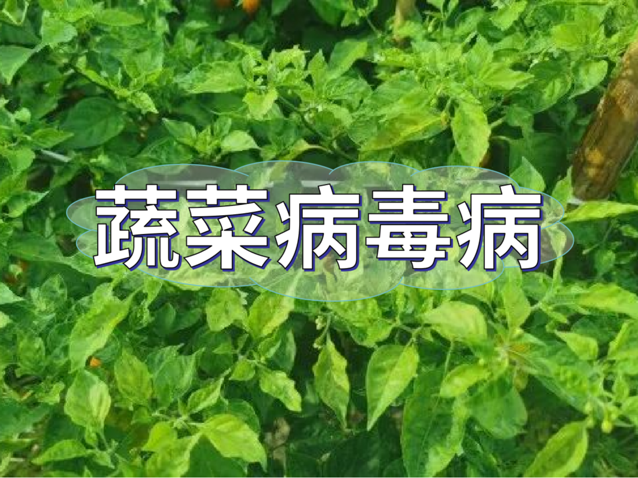 蔬菜病毒病大爆發(fā)，如何將危害降到最低