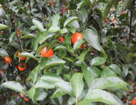 微補(bǔ)方案反饋|跟著農(nóng)友們管理，放優(yōu)質(zhì)秋梢并不難