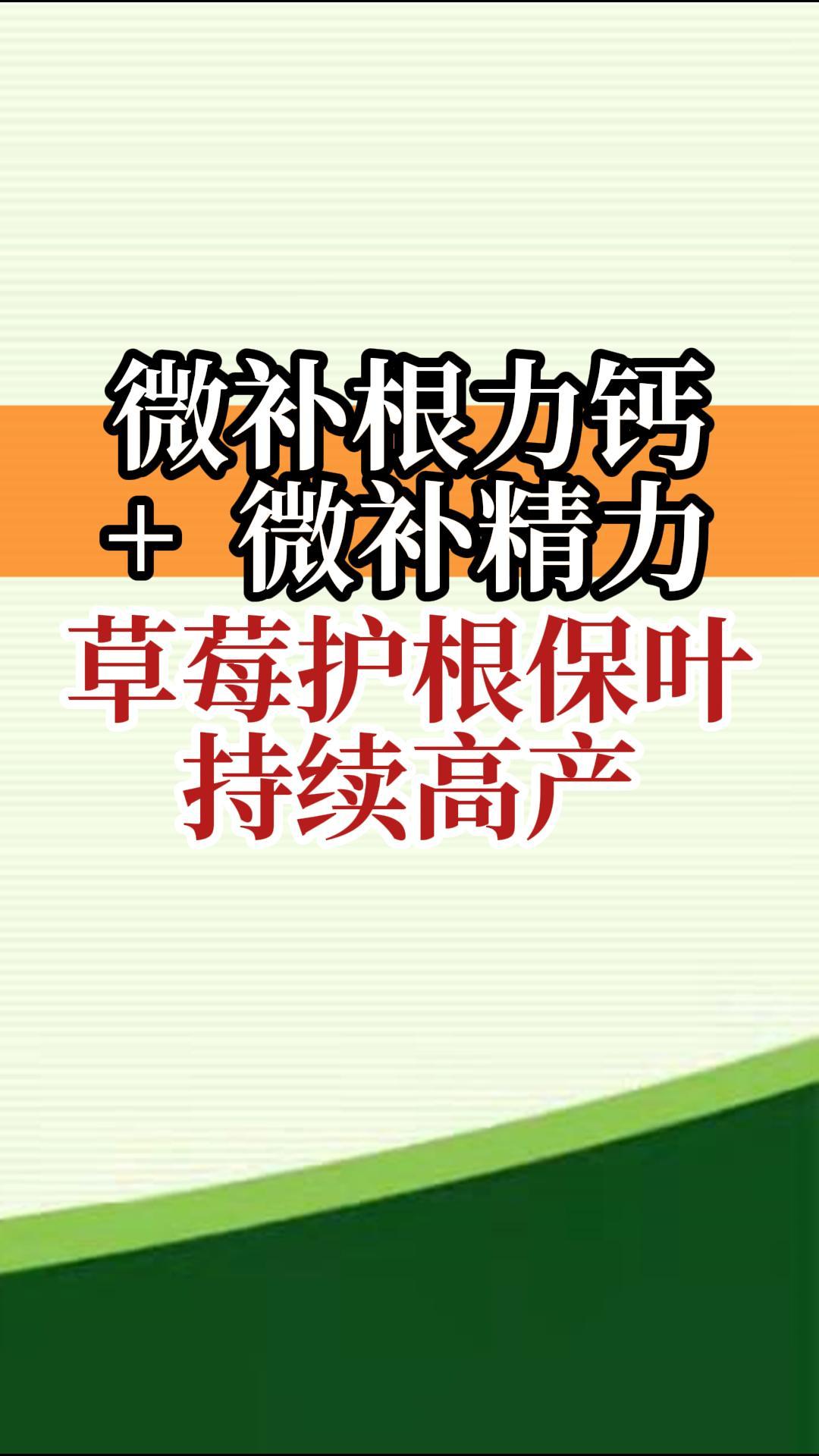 微補根力鈣+微補精力 草莓護(hù)根保葉 持續(xù)高產(chǎn)
