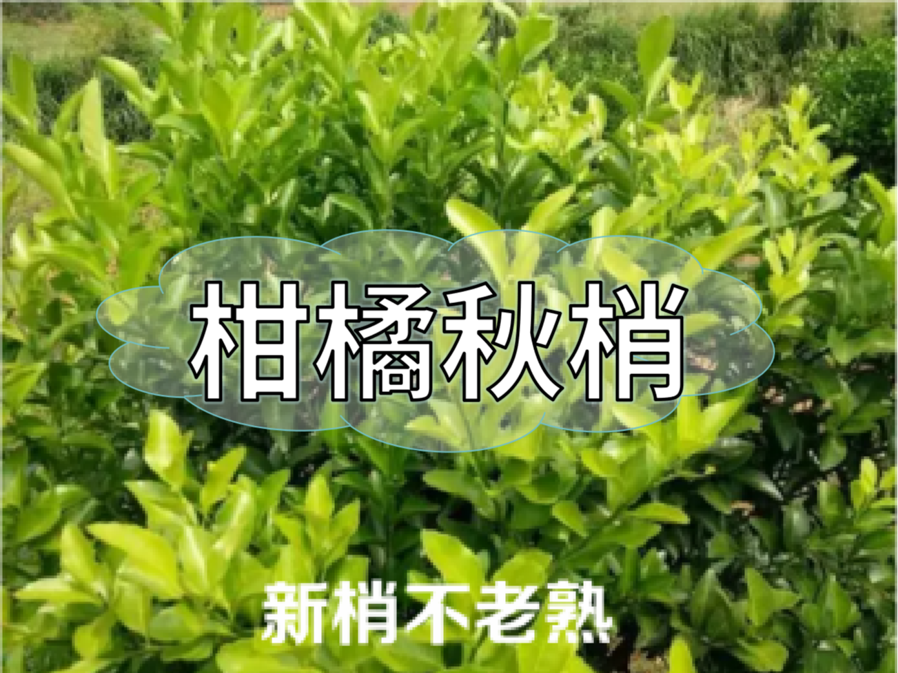 柑橘新梢剛抽出就發(fā)黃，不轉(zhuǎn)綠，怎么辦？