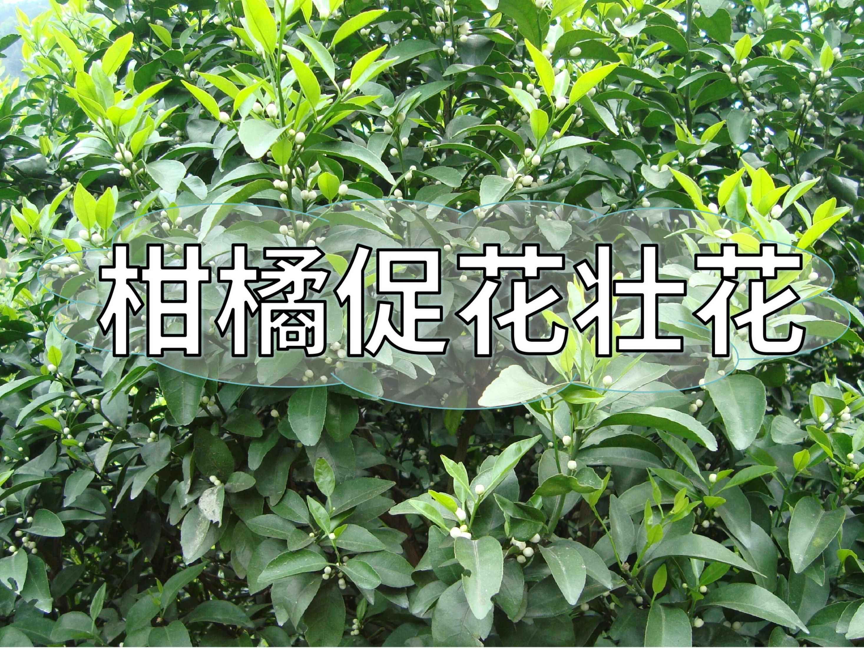 柑橘促花、壯花提升花質(zhì)，這一點(diǎn)別忽視