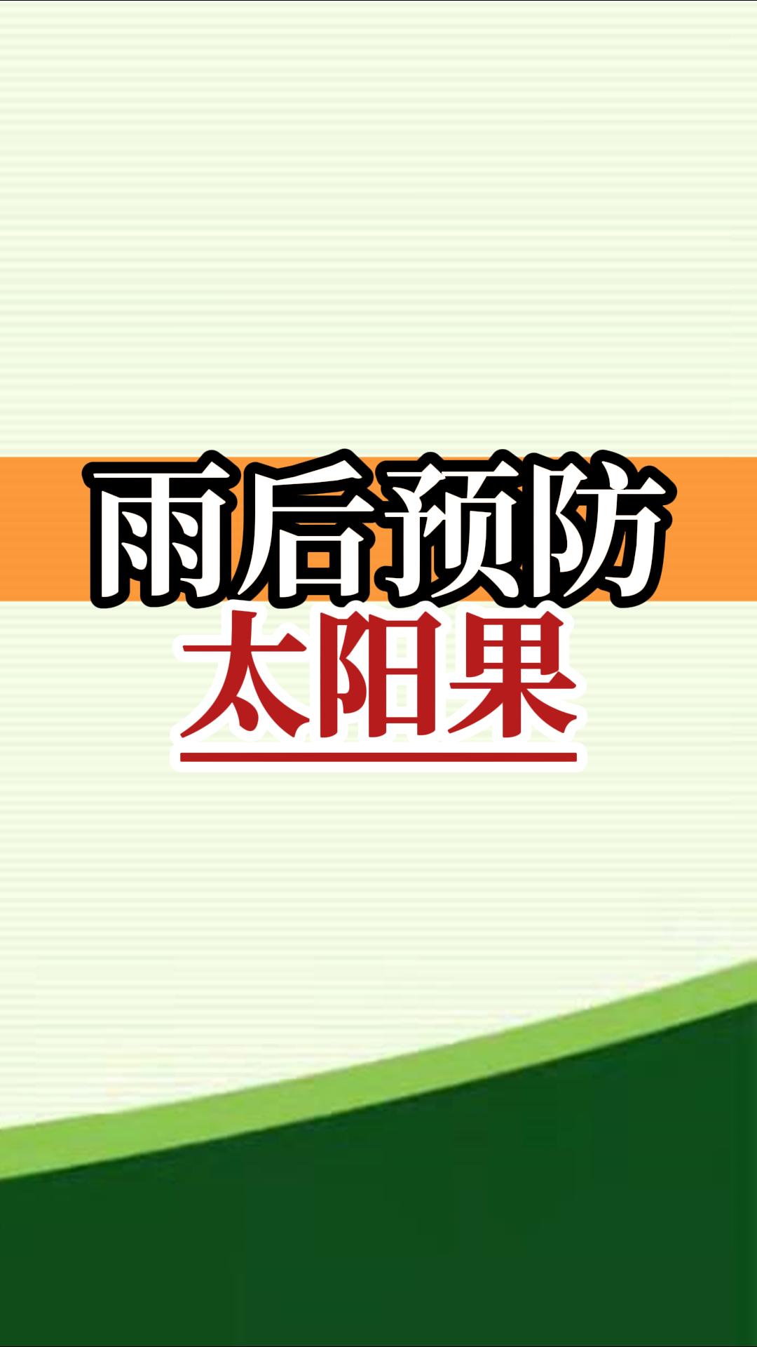 雨后高溫柑橘更易曬傷，及時(shí)管理預(yù)防太陽果