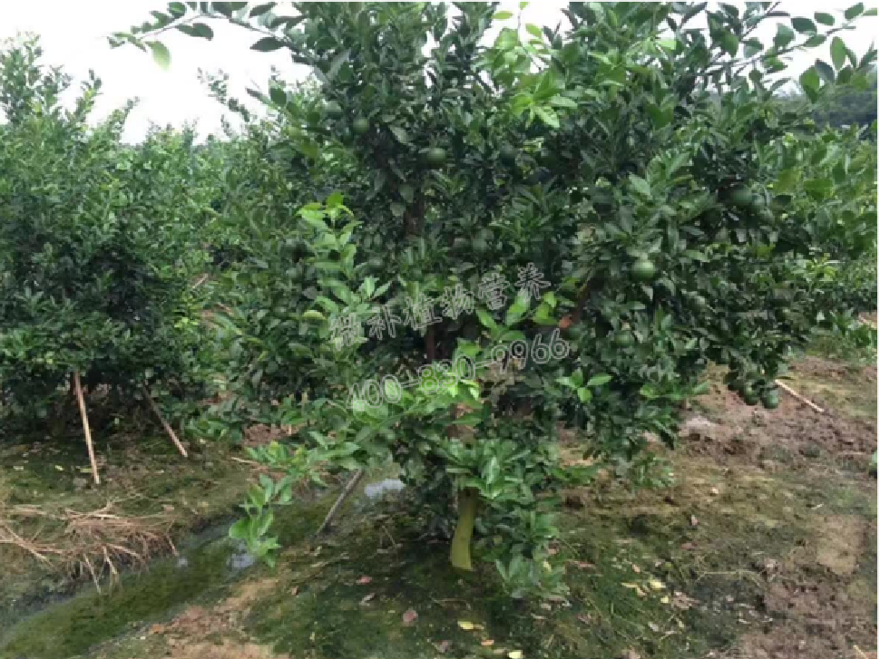 別人果園落果慘重，為何她的果園黃蒂落果少？