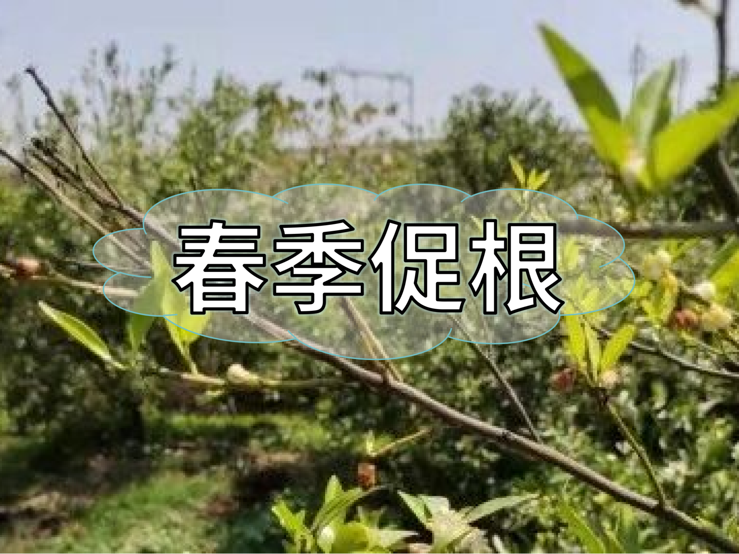 果樹(shù)生根養(yǎng)根，護(hù)根壯長(zhǎng)怎么做省錢(qián)有效？