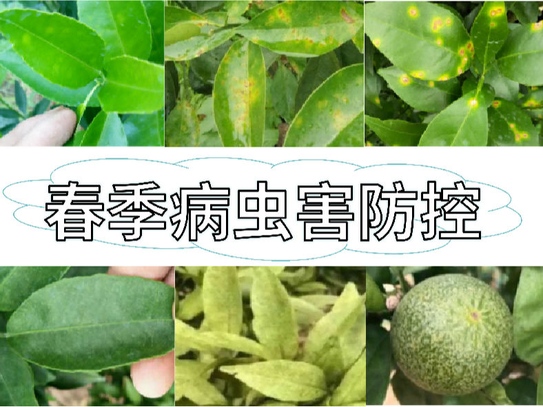 果樹(shù)病蟲(chóng)害開(kāi)始活動(dòng)，防控方法就用這一套