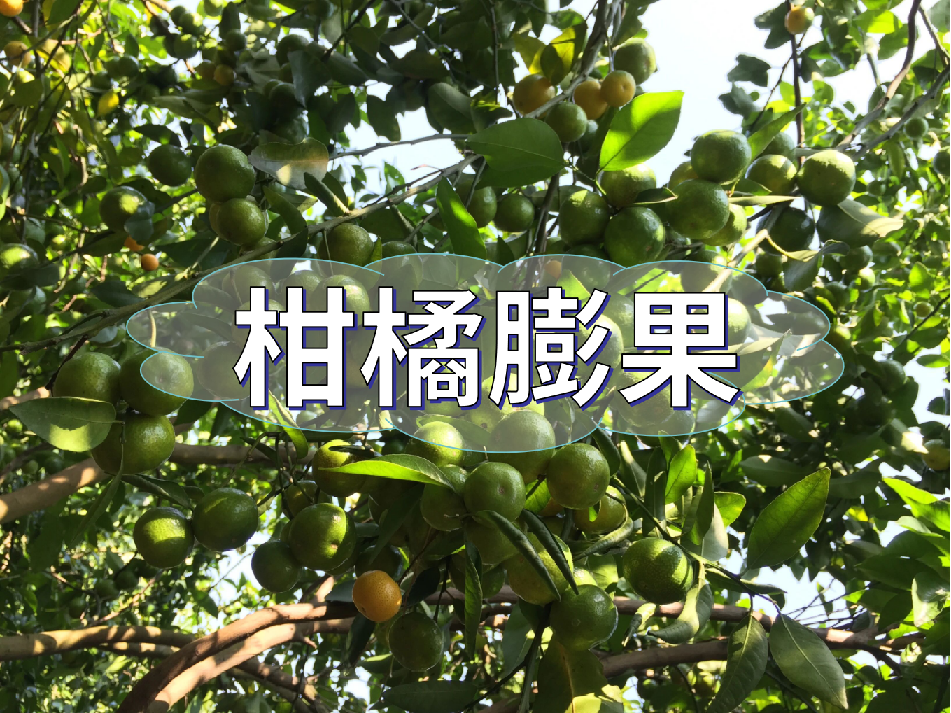 柑橘轉(zhuǎn)色前果個大一圈的2個方法