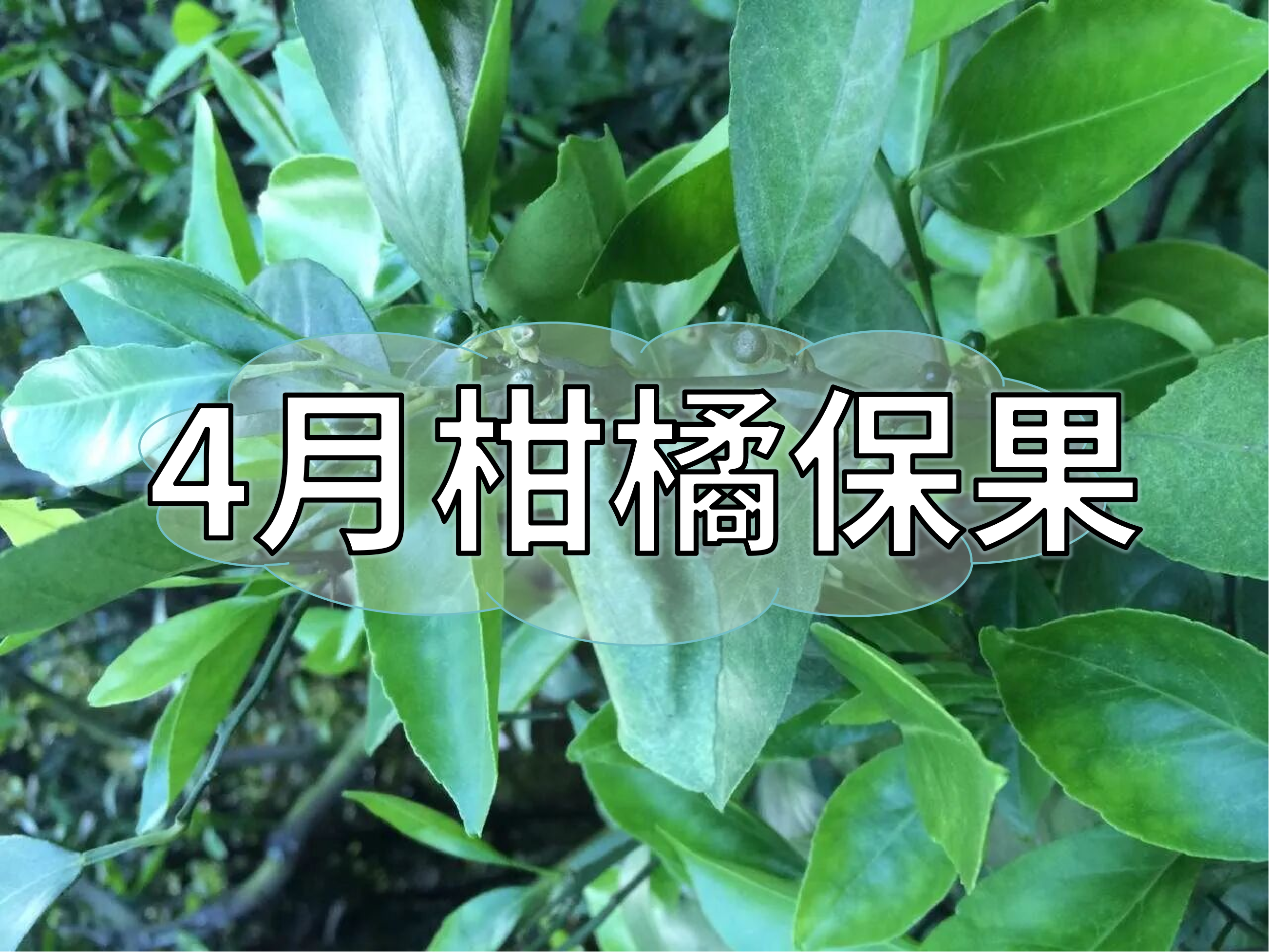 4月柑橘保果管理做好這3點(diǎn)，轉(zhuǎn)綠快落果少