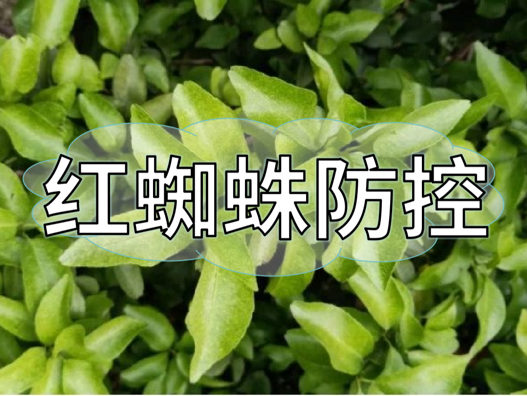 秋梢期紅蜘蛛發(fā)生快為害重,現(xiàn)在做好防控才能保產(chǎn)量