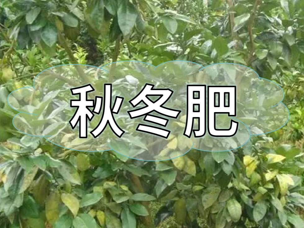 采后秋冬肥，有幾大問題需要農(nóng)戶朋友們注意
