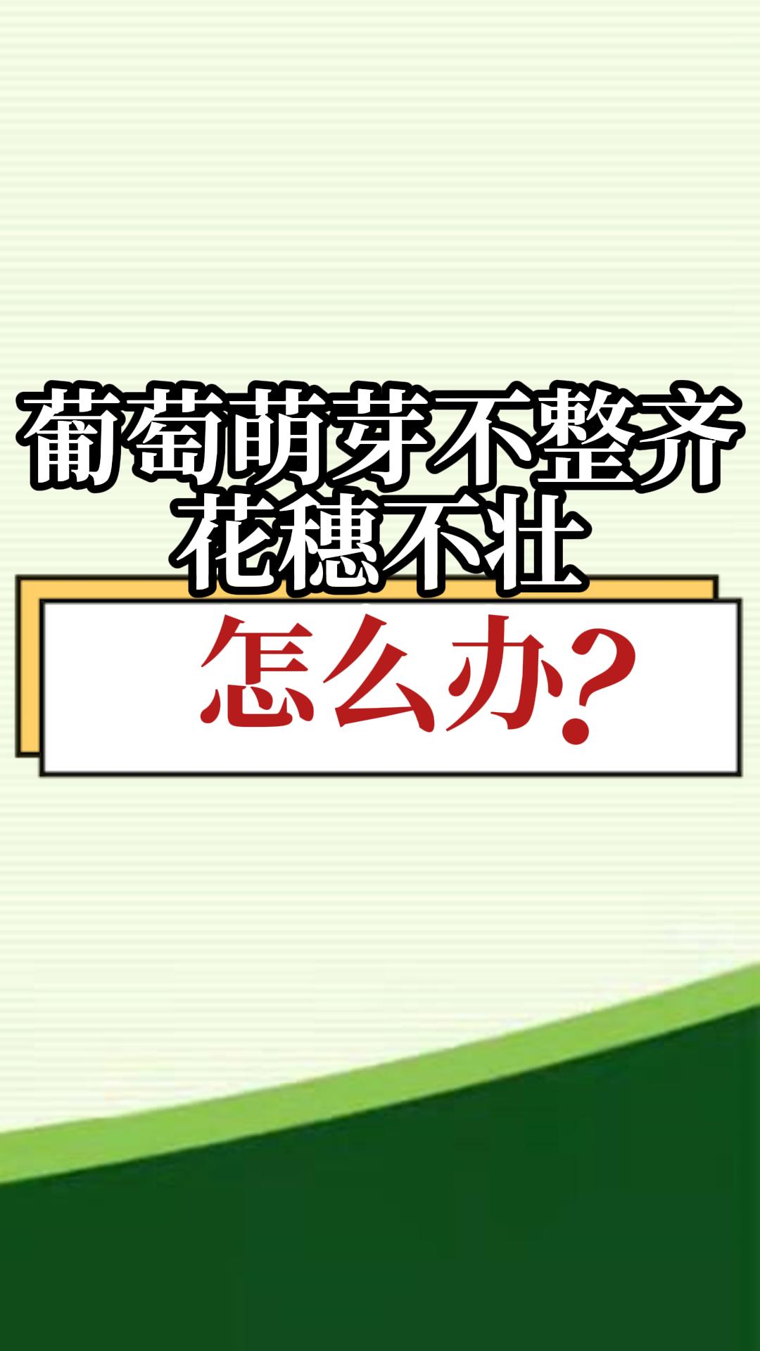 葡萄萌芽不整齊，花穗不壯，怎么辦？