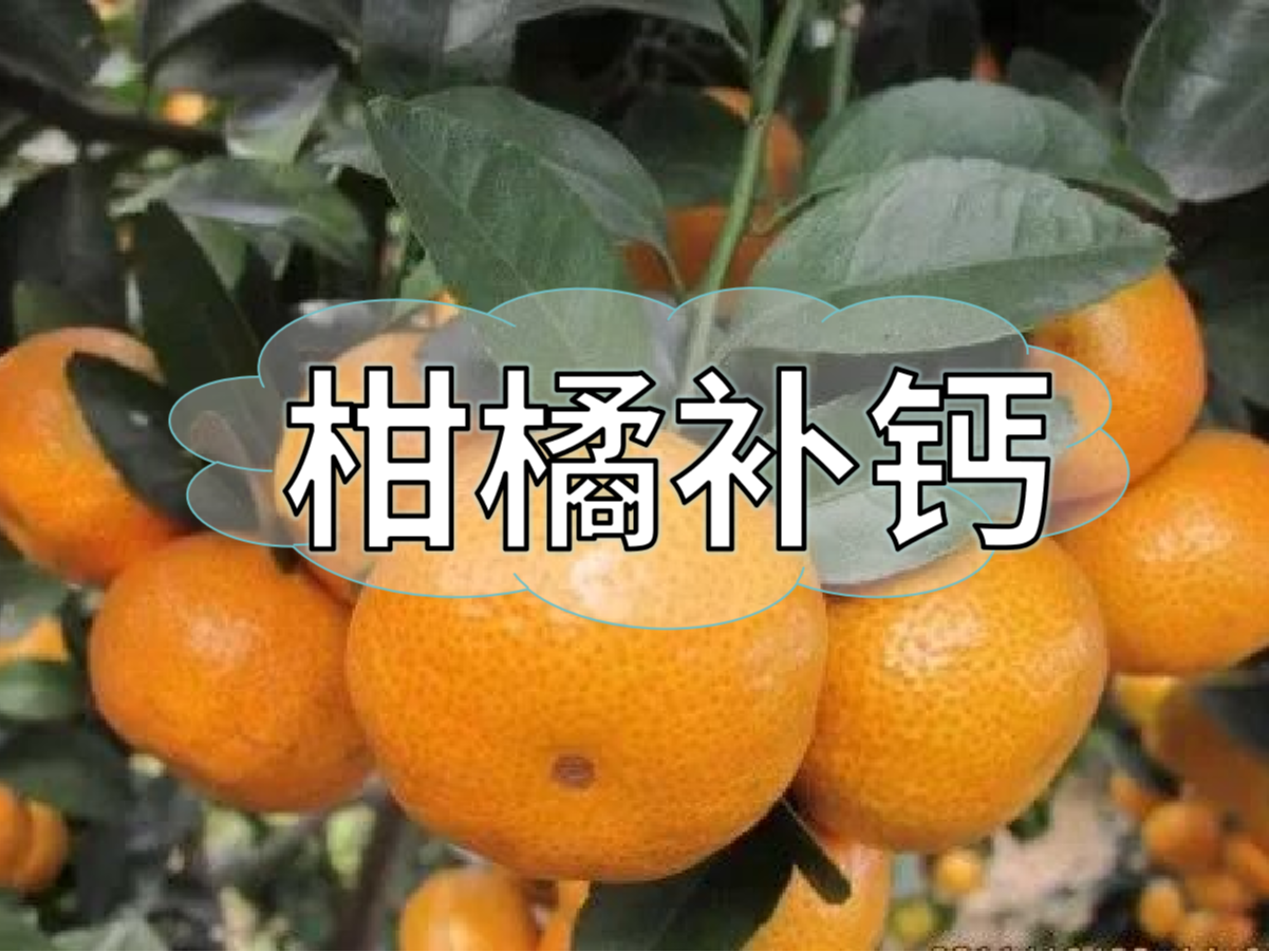 柑橘第三次補(bǔ)鈣關(guān)鍵期，決定果實品質(zhì)在這時