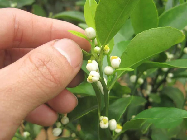 沃柑茂谷柑來花多要疏花，促花工作就不做了，小心花多不壯