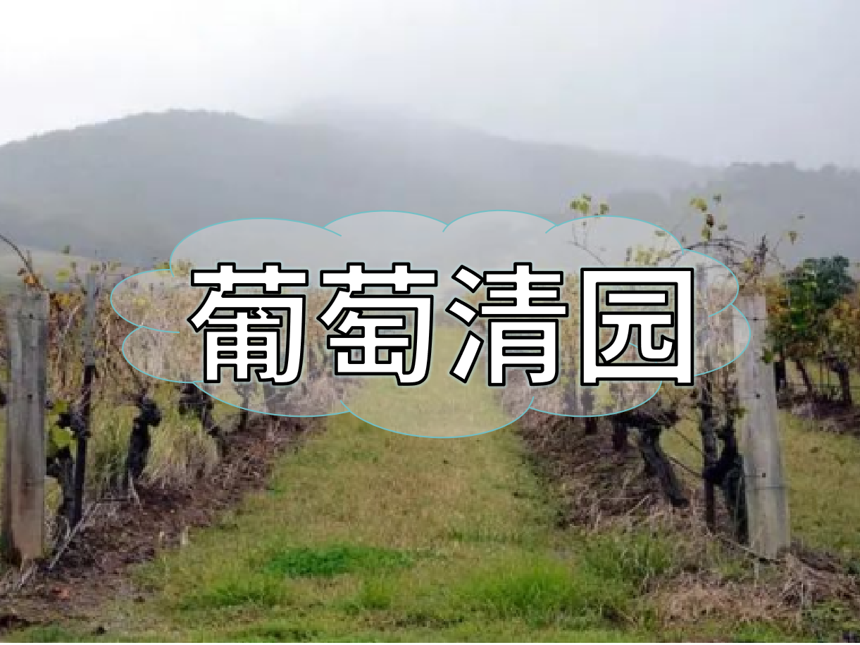 葡萄清園怎么進(jìn)行？