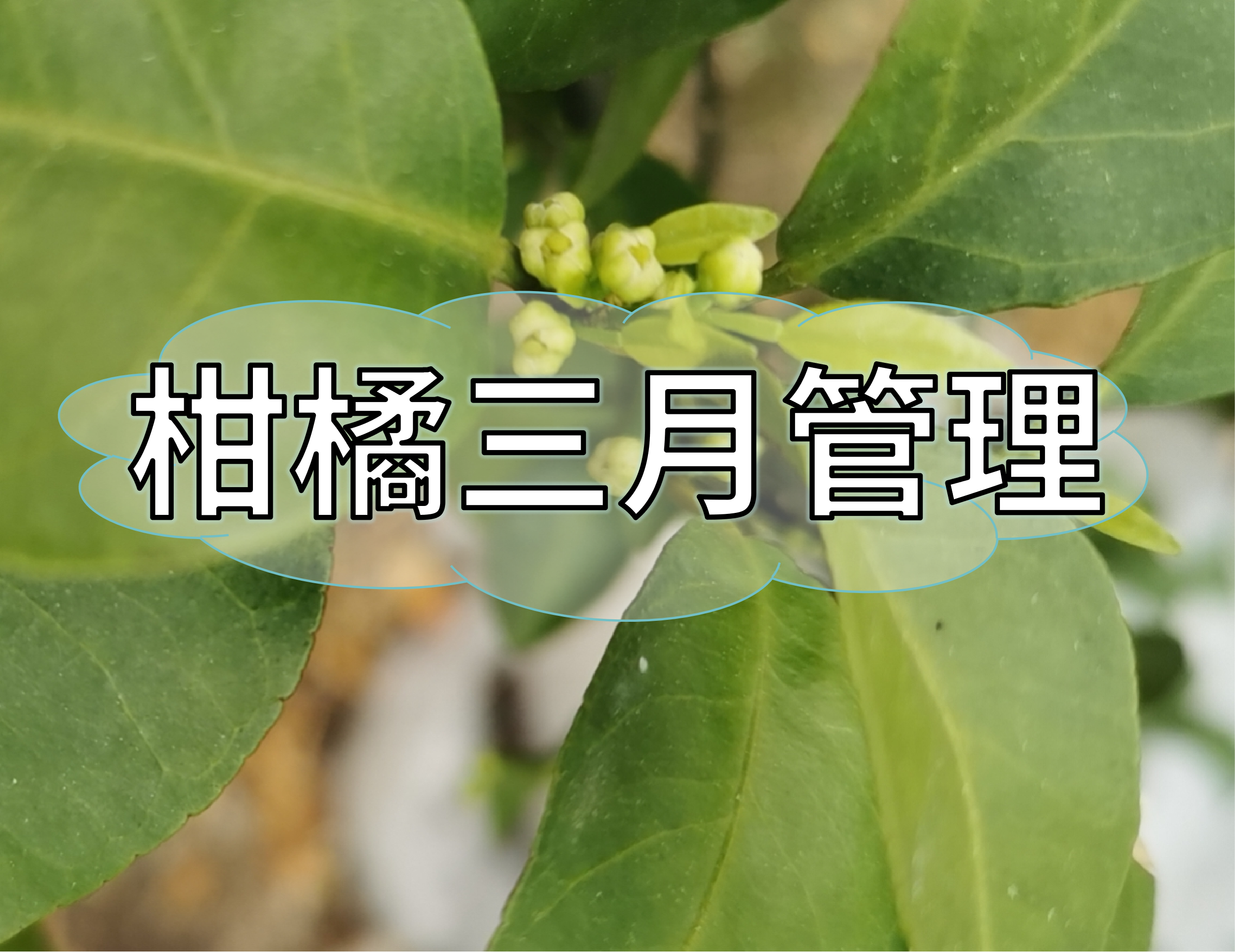 三月柑橘管理核心：促根、健樹(shù)、壯花