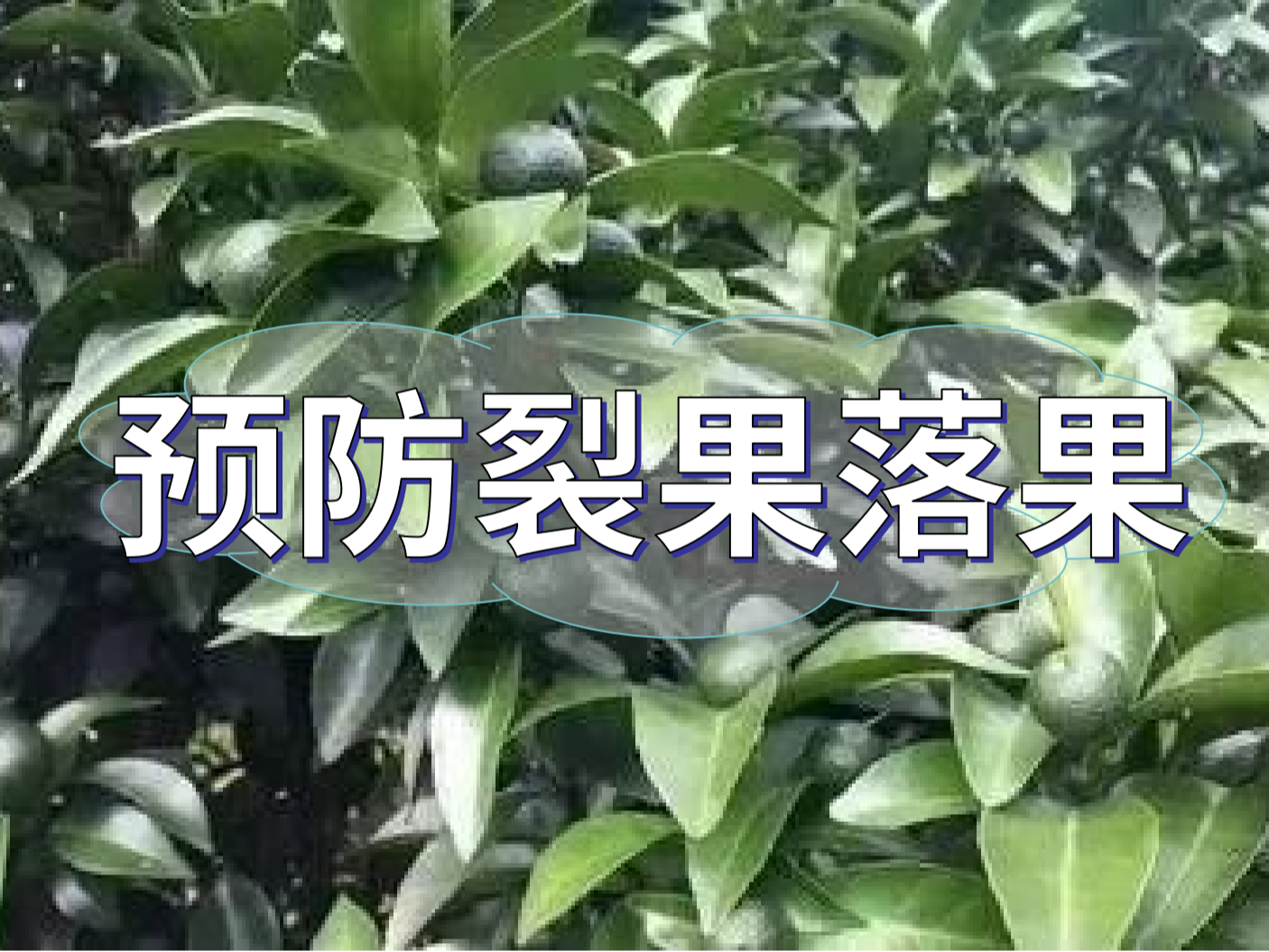 柑橘落果<i style='color:red'>裂果</i>高峰期，要先預(yù)防