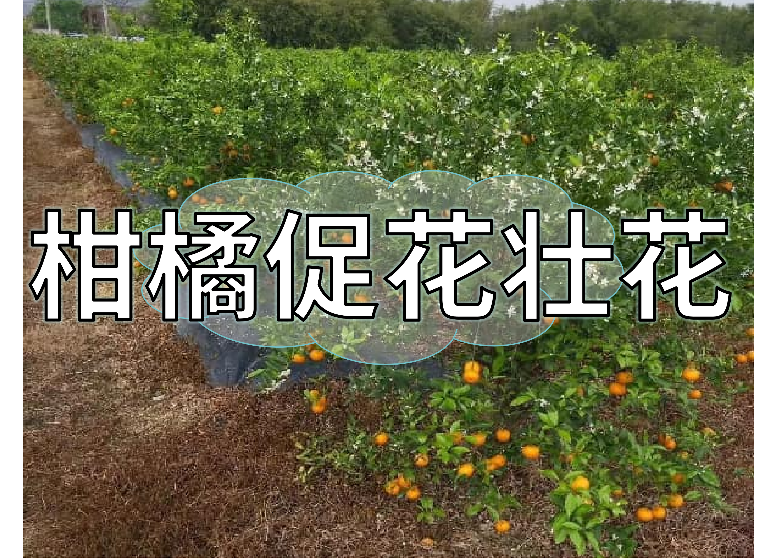 不同柑橘品種壯花?；ê唵螌?shí)用方案