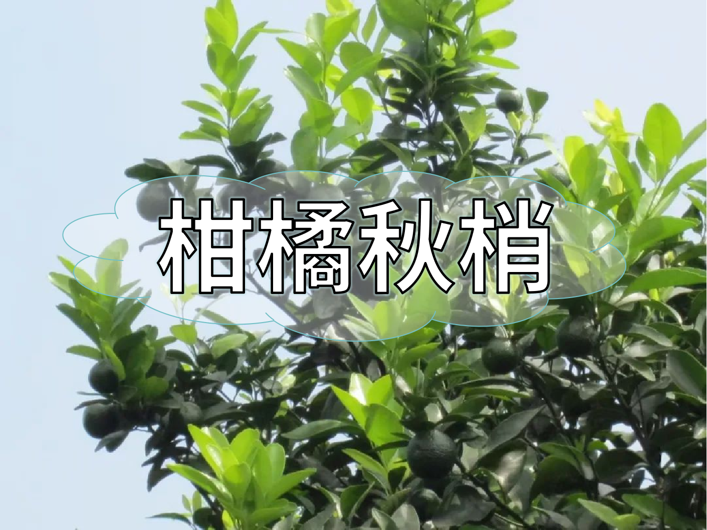 柑橘秋梢管理痛點(diǎn)，三招培育健壯結(jié)果母枝