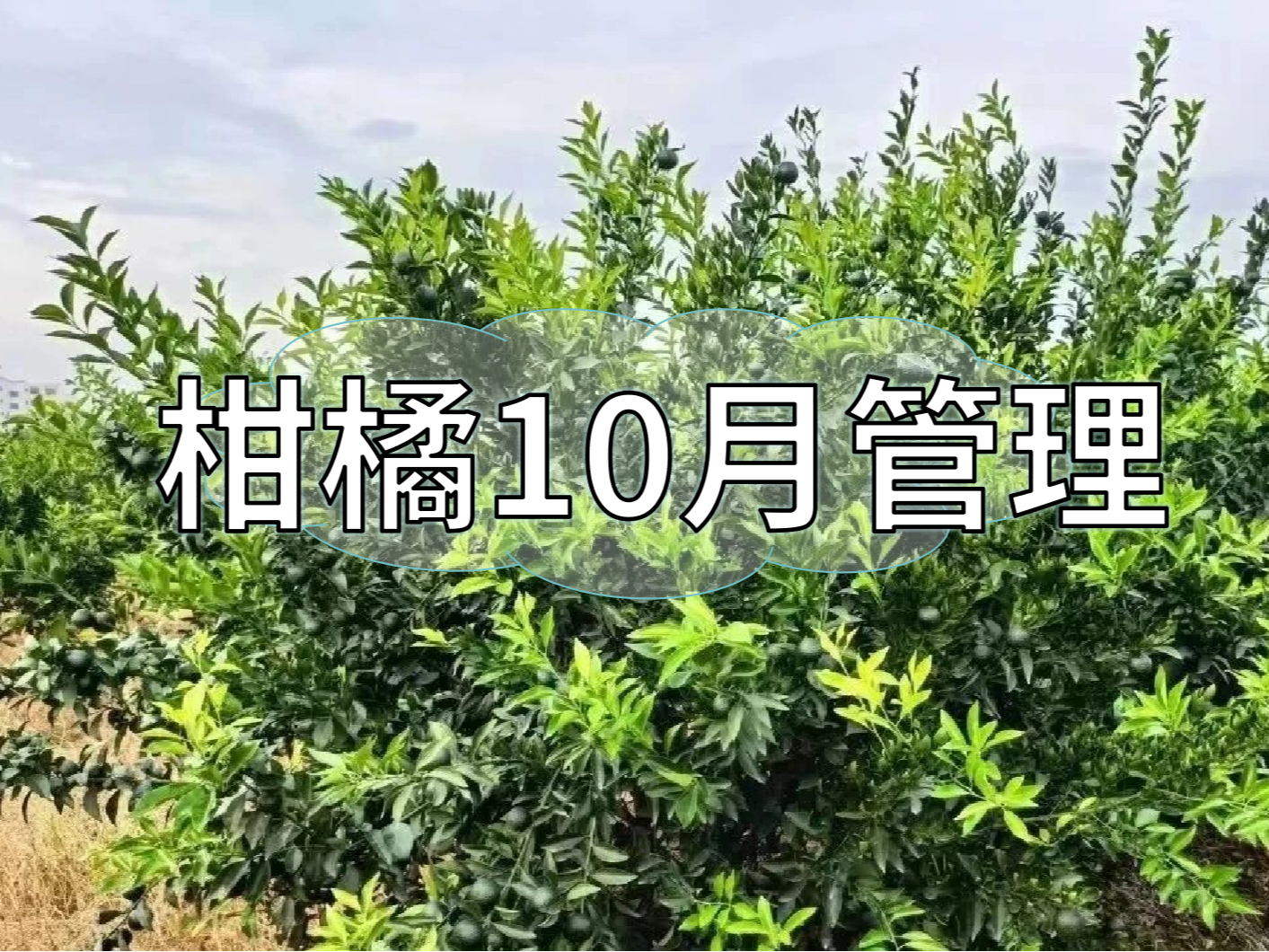 柑橘10月管理：秋梢老熟、促著色、促花芽分化