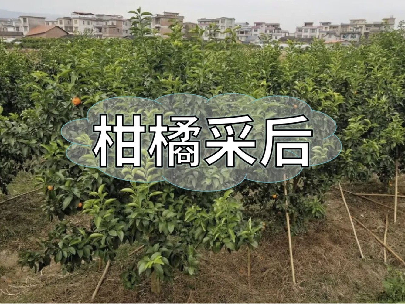 柑橘采后管理“三個及時”要做好