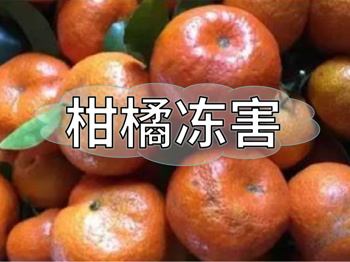 柑橘凍害難恢復(fù)，防凍提前做更重要