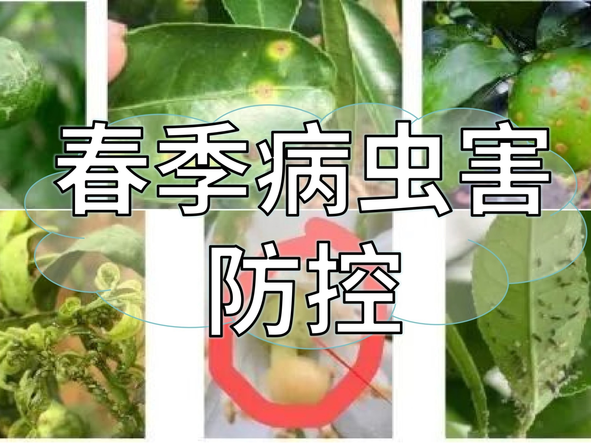 春季病蟲害高發(fā)，這個(gè)方法防控成本低效果好