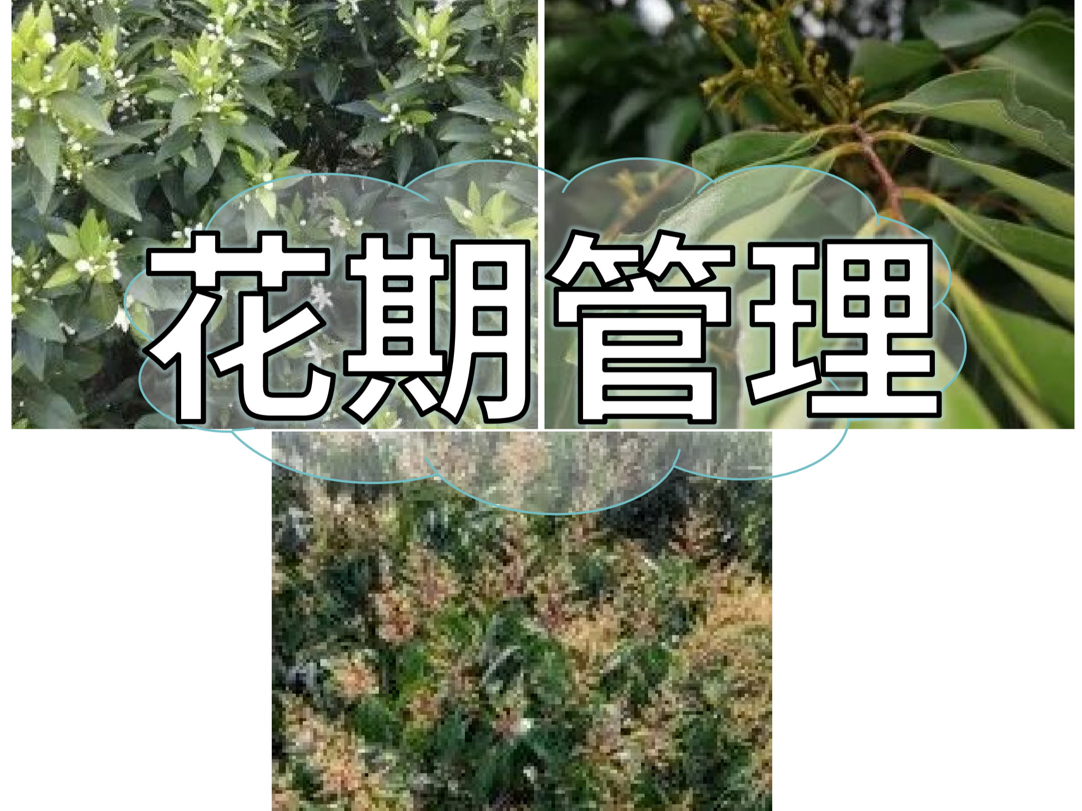 想要今年收成好，首先得促好花壯好花