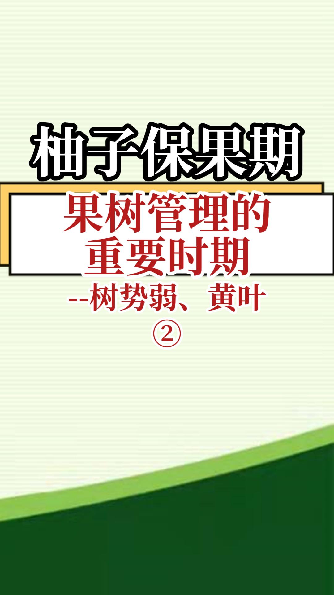柚子保果期果樹(shù)管理重要時(shí)期--樹(shù)勢(shì)弱 黃葉2