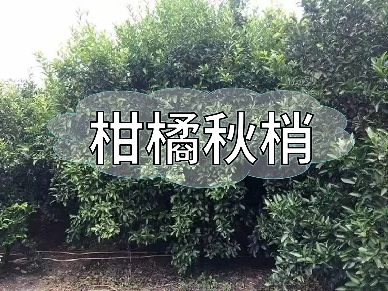 柑橘秋梢老熟期，抓好重點穩(wěn)今年，保明年