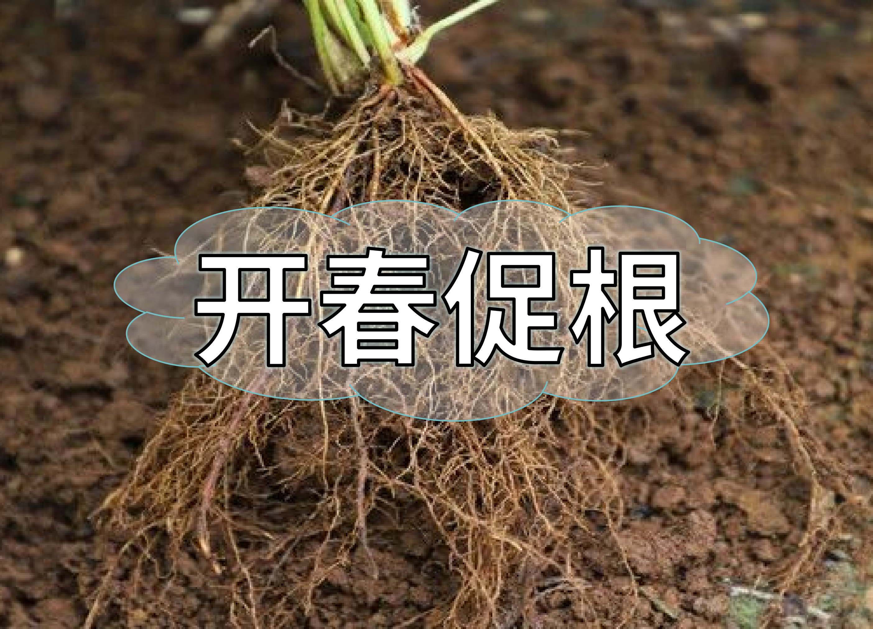 一年之計(jì)在于春，作物促根要認(rèn)真