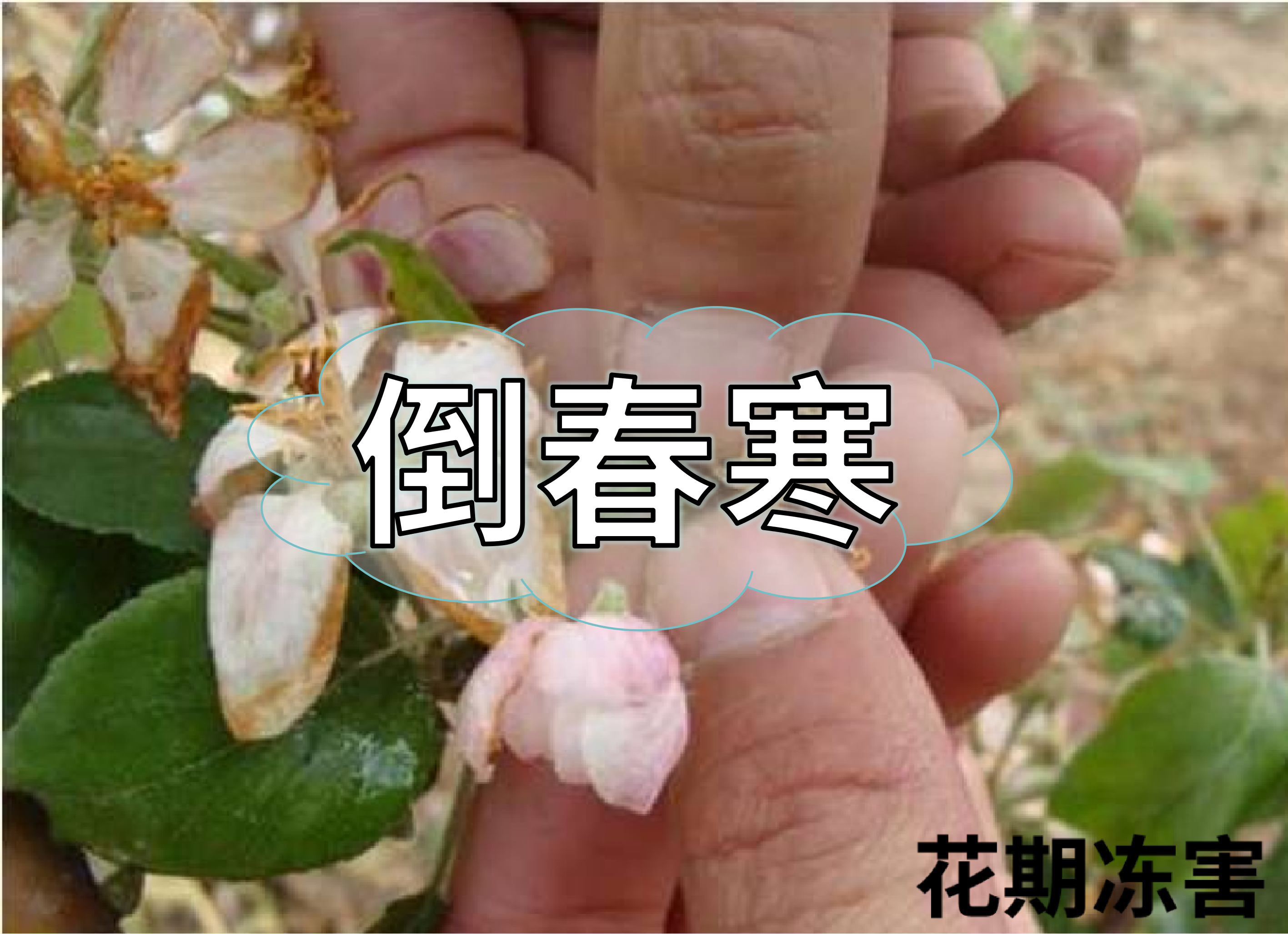 警惕倒春寒，如何預(yù)防倒春寒對農(nóng)作物的影響？
